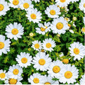 Flowers Green Lunch Paper Napkins 20 Pack
