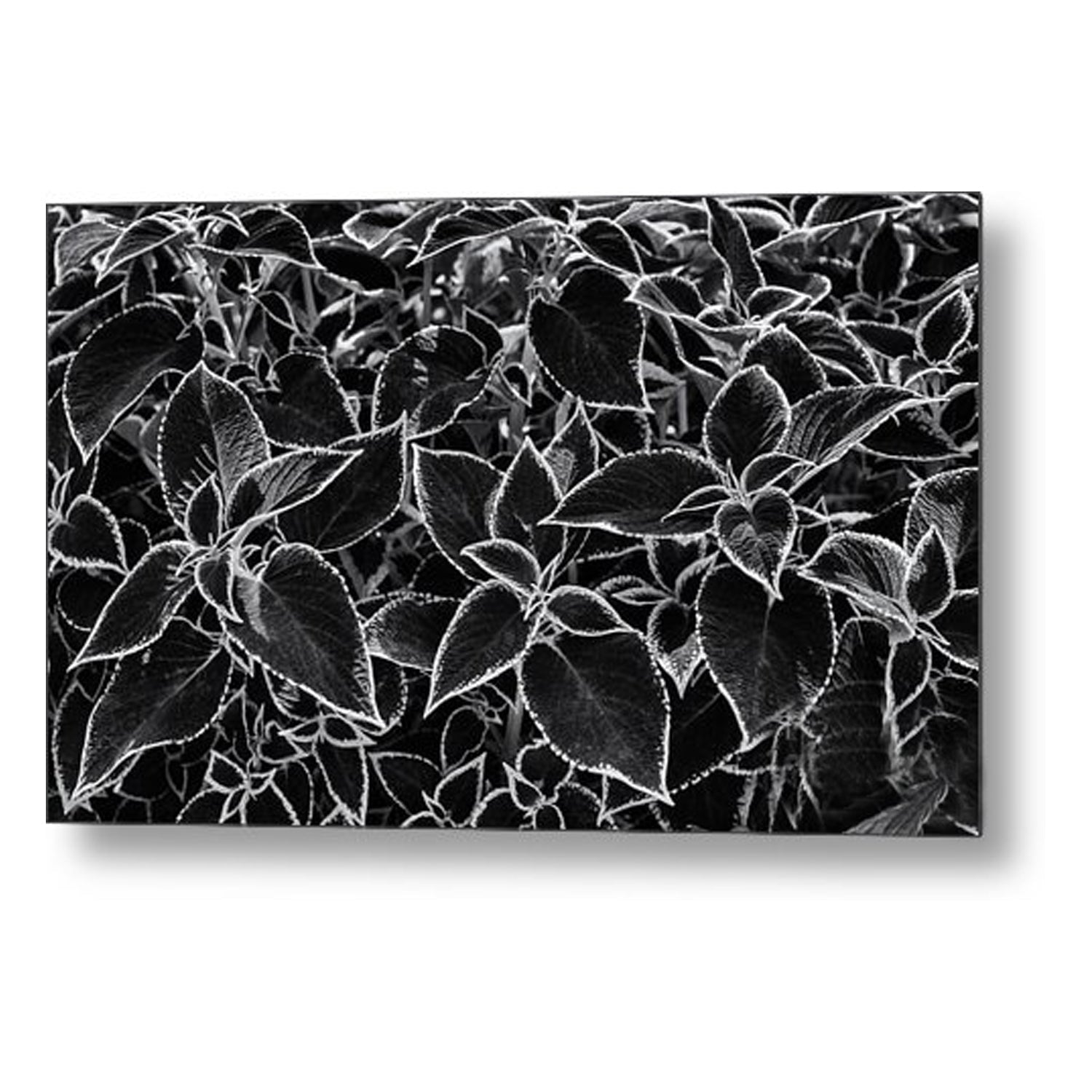Black Dinner Setting Lunch Napkins 20 Pack