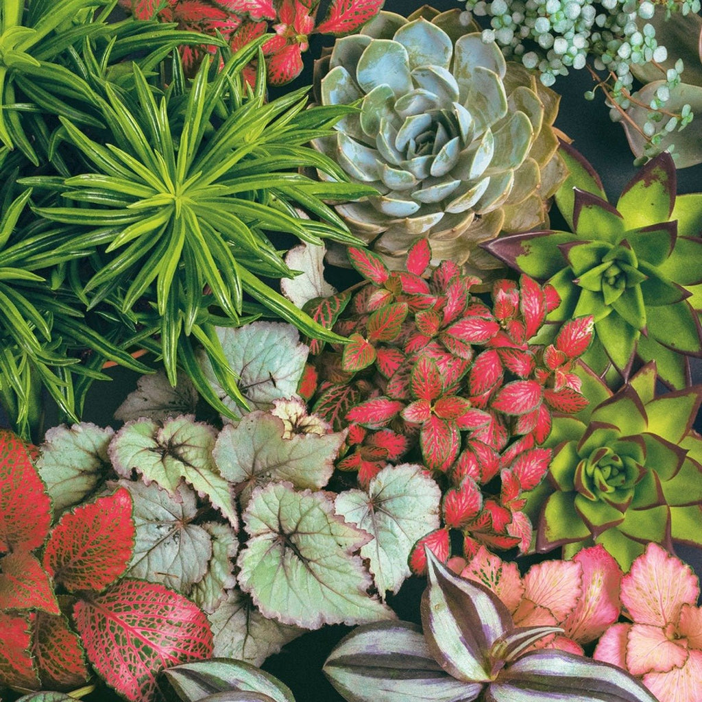 Paper Lunch Napkins  Succulents Mix Flower Pattern 20 Pack