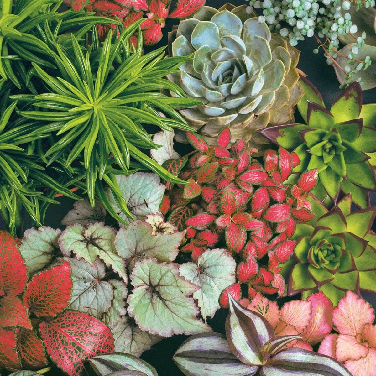 Paper Lunch Napkins  Succulents Mix Flower Pattern 20 Pack