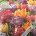 Paper Lunch Napkins Orange Red Tulip Blossoms 20 Pack